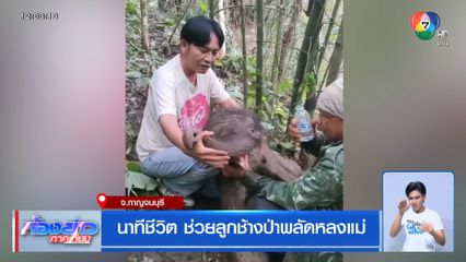นาทีชีวิต ช่วยลูกช้างป่าพลัดหลงแม่