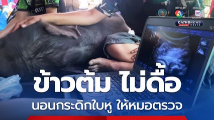 "ข้าวต้ม" ไม่ดื้อ นอนกระดิกใบหู ให้หมอตรวจร่างกาย