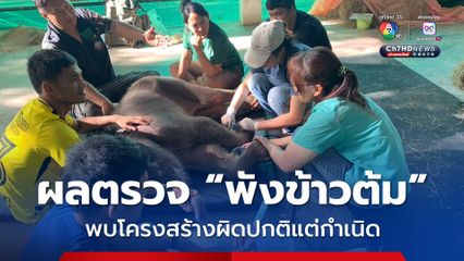 ทีมสัตวแพทย์เร่งดูแล พังข้าวต้ม ลูกช้างป่าพลัดหลง พบภาวะโครงสร้างร่างกายผิดปกติ แต่กำเนิดหลายจุด ไม่พบการแตกหักของกระดูก