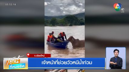 เจ้าหน้าที่ช่วยวัวหนีน้ำท่วม
