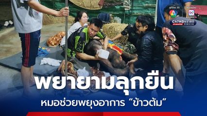 อัปเดตอาการน้องข้าวต้ม ไม่อยากกินอาหาร พยายามลุกยืน