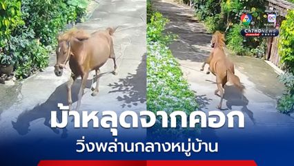 ชาวบ้านแตกตื่น ม้าหลุดจากคอก วิ่งผ่ากลางหมู่บ้าน ไม่พบเจ้าของ หวั่นเกิดอันตราย