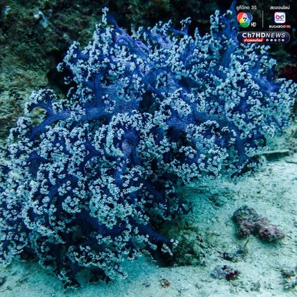 สำรวจแนวปะการังใต้น้ำ เตรียมความพร้อมต้อนรับซีซั่นใหม่