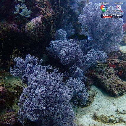 สำรวจแนวปะการังใต้น้ำ เตรียมความพร้อมต้อนรับซีซั่นใหม่