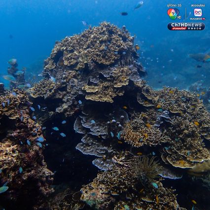 สำรวจแนวปะการังใต้น้ำ เตรียมความพร้อมต้อนรับซีซั่นใหม่