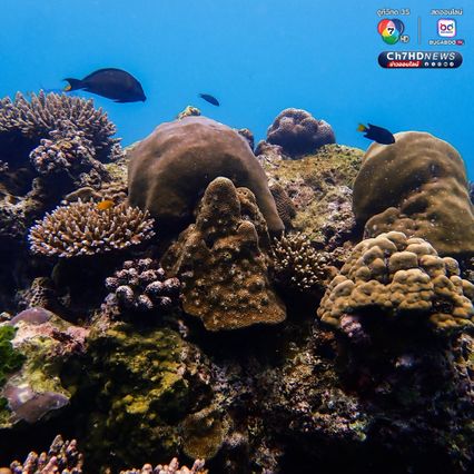 สำรวจแนวปะการังใต้น้ำ เตรียมความพร้อมต้อนรับซีซั่นใหม่