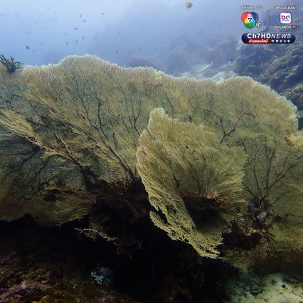 สำรวจแนวปะการังใต้น้ำ เตรียมความพร้อมต้อนรับซีซั่นใหม่