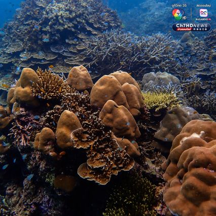 สำรวจแนวปะการังใต้น้ำ เตรียมความพร้อมต้อนรับซีซั่นใหม่