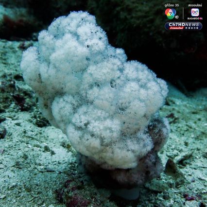 สำรวจแนวปะการังใต้น้ำ เตรียมความพร้อมต้อนรับซีซั่นใหม่