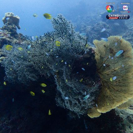สำรวจแนวปะการังใต้น้ำ เตรียมความพร้อมต้อนรับซีซั่นใหม่