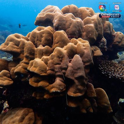 สำรวจแนวปะการังใต้น้ำ เตรียมความพร้อมต้อนรับซีซั่นใหม่