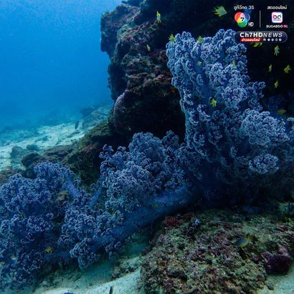 สำรวจแนวปะการังใต้น้ำ เตรียมความพร้อมต้อนรับซีซั่นใหม่