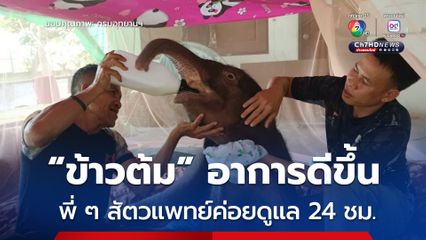 “น้องข้าวต้ม” ลูกช้างป่าพลัดหลง อาการดีขึ้นต่อเนื่อง สัตวแพทย์ดูแลใกล้ชิด