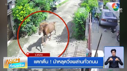 แตกตื่น ! ม้าหลุดวิ่งพล่านทั่วถนน