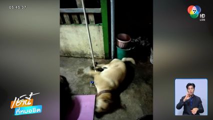 สุดทน ! วางยาเบื่อสุนัขทั้งหมู่บ้าน