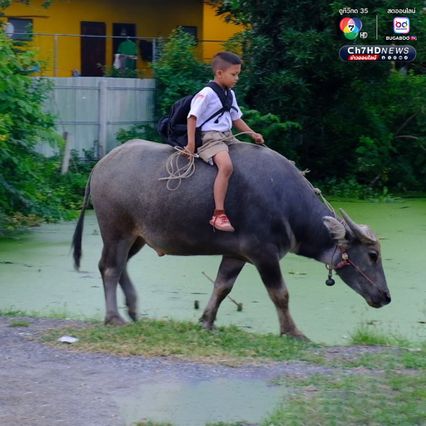 น้องฟลุ๊ค หนูน้อยวัย 8 ขวบ ขี่ควายคู่ใจ ไป-กลับ โรงเรียนทุกวัน