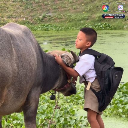 น้องฟลุ๊ค หนูน้อยวัย 8 ขวบ ขี่ควายคู่ใจ ไป-กลับ โรงเรียนทุกวัน