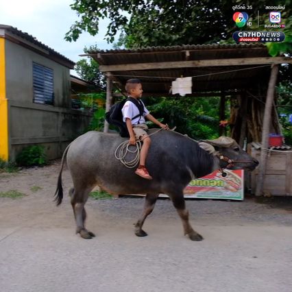 น้องฟลุ๊ค หนูน้อยวัย 8 ขวบ ขี่ควายคู่ใจ ไป-กลับ โรงเรียนทุกวัน