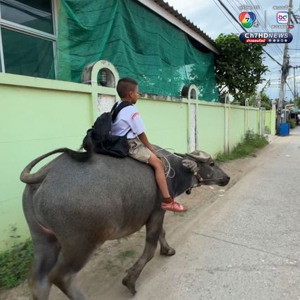 น้องฟลุ๊ค หนูน้อยวัย 8 ขวบ ขี่ควายคู่ใจ ไป-กลับ โรงเรียนทุกวัน