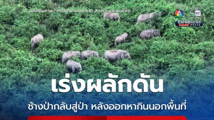 เจ้าหน้าที่และอาสาฯ​ เร่งผลักดันช้างป่ากลับสู่ป่า หลังออกหากินนอกพื้นที่ในหลายจังหวัดภาคตะวันออก