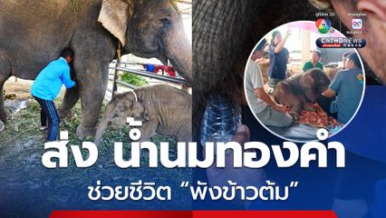 สวนนงนุชพัทยา ส่ง น้ำนมทองคำ จากแม่ช้าง ช่วยชีวิต พังข้าวต้ม ลูกช้างป่าพลัดหลง