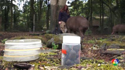 นักวิทยาศาสตร์อังกฤษใช้มูลสัตว์ต้านเชื้อดื้อยา