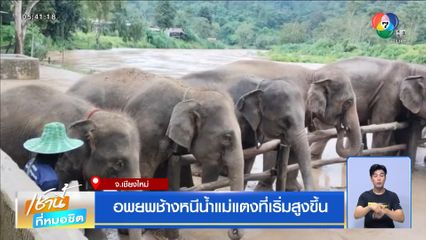 อพยพช้างหนีน้ำแม่แตงที่เริ่มสูงขึ้น