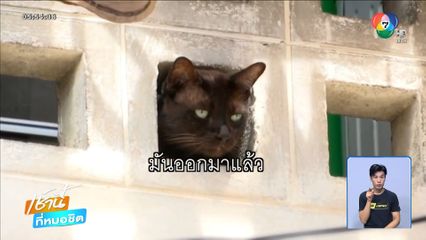 ดีใจเจอแมว หลังหนีตายถนนทรุด