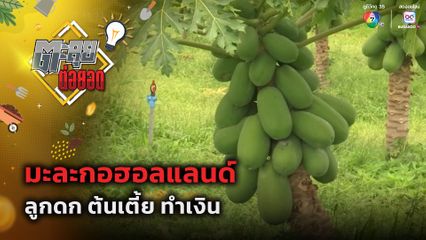 ตะลุยต่อยอด : มะละกอฮอลแลนด์ ลูกดก ต้นเตี้ย ทำเงิน