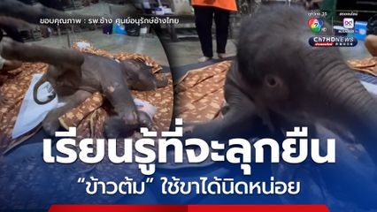 เริ่มกายภาพบำบัด ลูกช้าง “ข้าวต้ม” ใช้ขาได้นิดหน่อย