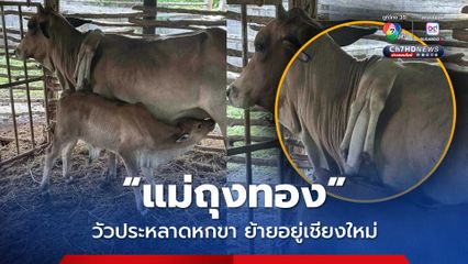 ไถ่ชีวิต 'แม่ถุงทอง' วัวประหลาดหกขา เตรียมย้ายมาอยู่เชียงใหม่