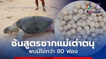 ศวอบ. ชันสูตรซากแม่เต่าตนุเกยตื้นหาดในหาน พบมีไข่กว่า 80 ฟอง คาดอ่อนแอจากการป่วย