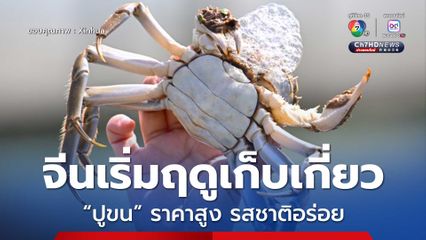 จีนเริ่มฤดูเก็บเกี่ยว ปูขน ราคาสูง รสชาติอร่อย