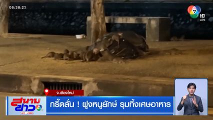 กรี๊ดลั่น ! ฝูงหนูยักษ์ รุมทึ้งเศษอาหาร