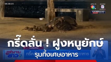กรี๊ดลั่น ! ฝูงหนูยักษ์ รุมทึ้งเศษอาหาร