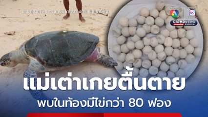 แม่เต่าเกยตื้นตาย พบในท้องมีไข่กว่า 80 ฟอง