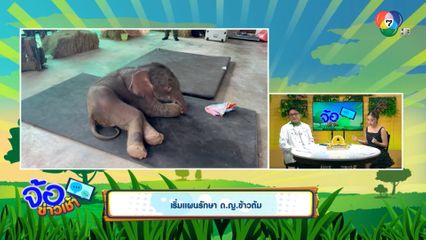 เริ่มแผนรักษา ด.ญ.ข้าวต้ม