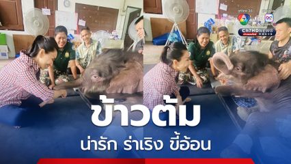 ลูกช้างข้าวต้มน่ารัก ขี้อ้อน ตัวโตขึ้นมีปัญหาแผลกดทับ