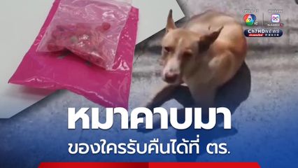 ของใครมารับคืนด่วน หมาคาบถุงยาบ้ามาแทะเล่น