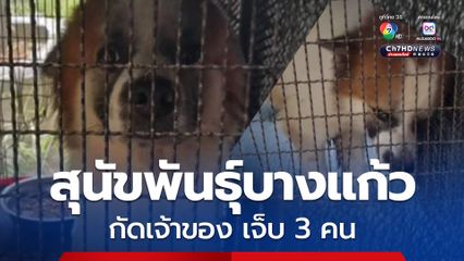 เจ้าบู้บี้ สุนัขพันธุ์บางแก้ว กัดเจ้าของบาดเจ็บ 3 คน แม่วัย 73 ปี เจ็บหนักสุด ถูกกัดกระดูกแตกต้องผ่าตัด