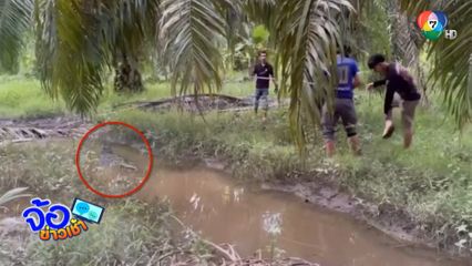 ผวา จระเข้ยาวเกือบ 3 เมตร โผล่กลางสวนปาล์ม จ.กระบี่