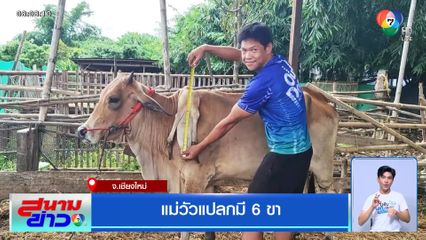 แม่วัวแปลกมี 6 ขา เจ้าของเชื่อเป็นวัวมงคล เลี้ยงไว้จะมีโชคมีลาภ