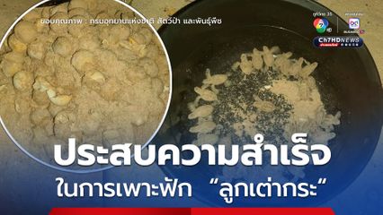 อุทยานแห่งชาติอ่าวสยาม ประสบความสำเร็จในการเพาะฟัก ลูกเต่ากระ มุ่งมั่นฟื้นฟูประชากรเต่าทะเลไทย