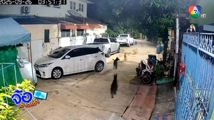 สุนัขจรจัดเต็มซอย หวั่นกัดเด็ก
