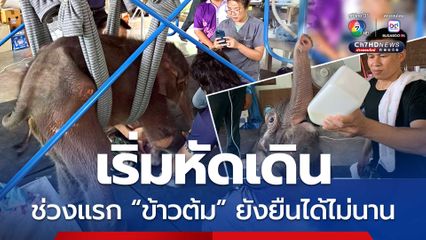 อัปเดตอาการลูกช้างข้าวต้ม เริ่มหัดเดิน คุณหมอใช้นั่งร้าน อุปกรณ์ช่วยพยุง