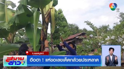 ฮือฮา ! แห่ขอเลขเด็ดกล้วยประหลาด