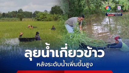 หวั่นข้าวจะเสียหายหนัก ชาวนาเร่งช่วยกันลุยน้ำเกี่ยวข้าว หลังระดับน้ำเพิ่มขึ้นสูงมากกว่า 1.50 เมตร