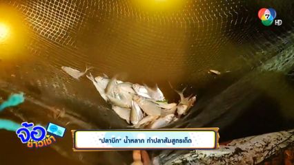 ปลาบึก น้ำหลาก ทำปลาส้มสูตรเด็ด