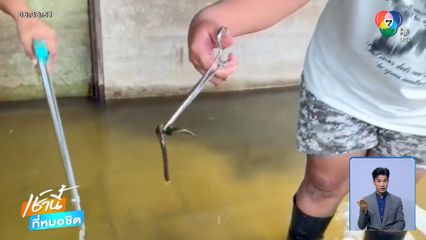 ฝูงปลิงควายโผล่น้ำท่วม ดูดเลือดชาวบ้าน จ.พระนครศรีอยุธยา