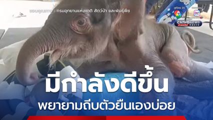 ทีมสัตวแพทย์เผย ข้าวต้ม ลูกช้างป่าพลัดหลงมีกำลังดีขึ้น พยายามถีบตัวยืนเองบ่อยครั้ง